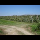 Riesige Birnen- und Apfelplantagen